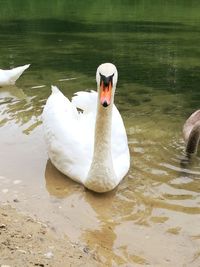 Swan floating on lake