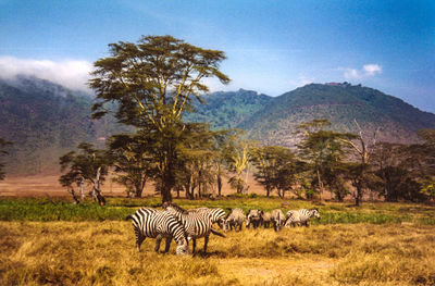 Horses on landscape against sky