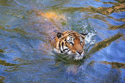Tiger in a lake