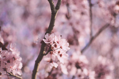 Close-up of cherry blossoms in spring
