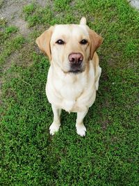 Portrait of dog sitting on grass