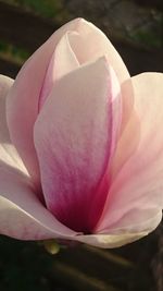 Close-up of pink rose blooming outdoors