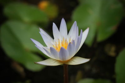 Close-up of white water lily