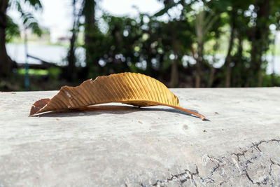 Close-up of snail on tree