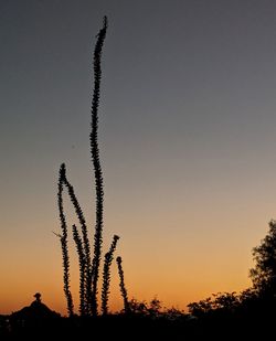 Low angle view of silhouette plants against sky during sunset