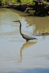 Side view of a bird drinking water