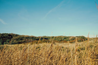 Scenic view of wheat field against sky