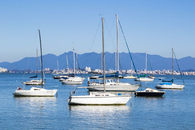 Sailboats moored in harbor