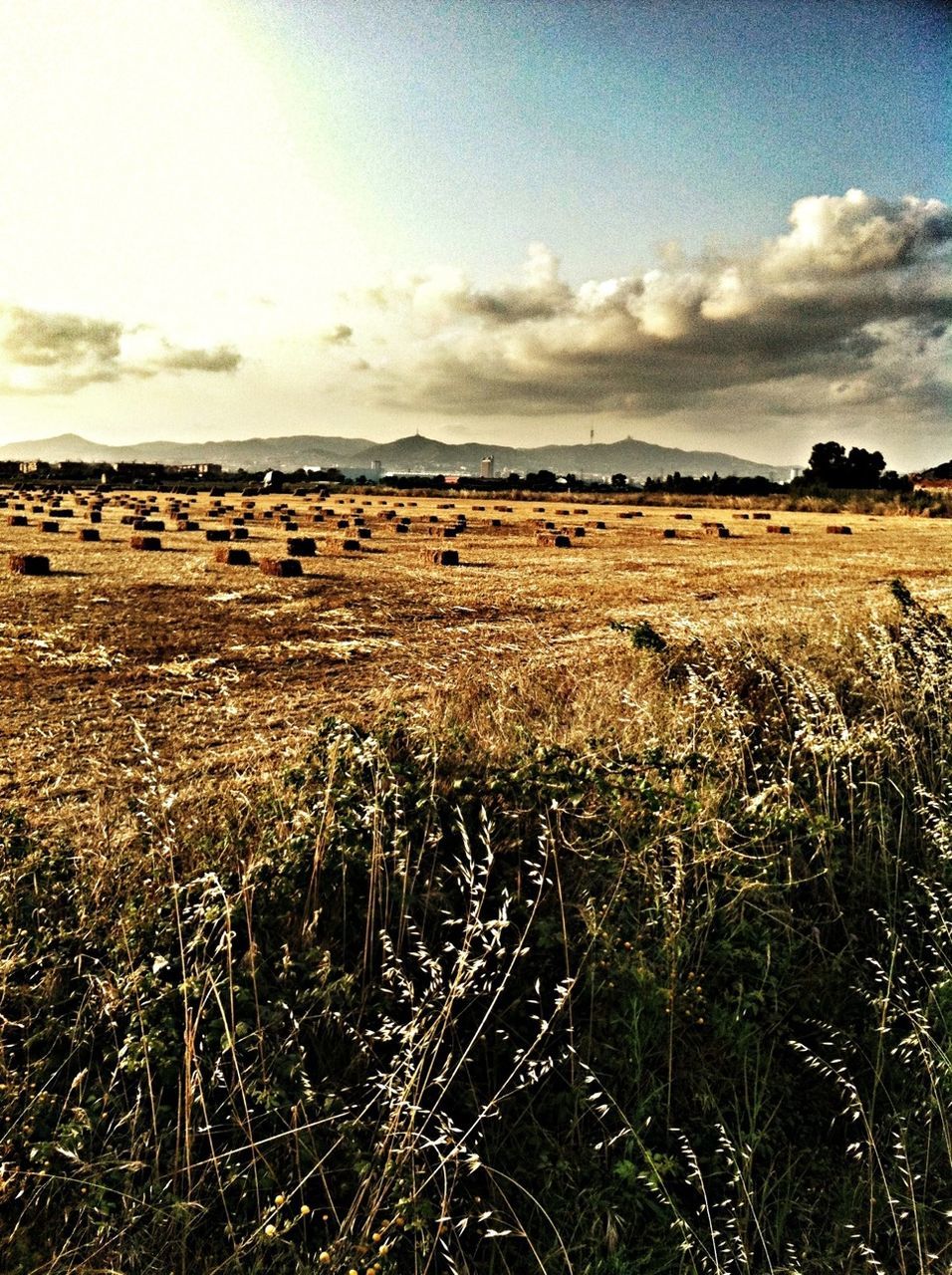 sky, field, tranquil scene, tranquility, landscape, cloud - sky, scenics, rural scene, grass, agriculture, nature, beauty in nature, farm, cloud, water, plant, growth, cloudy, horizon over water, sea