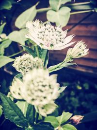 Close-up of flowers blooming outdoors