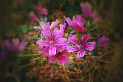 Close-up of pink flowers