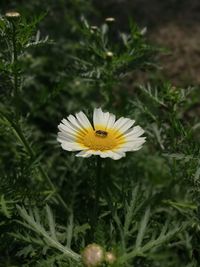 Close-up of white daisy flower