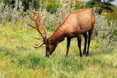 A large bull elk grazes on grass.