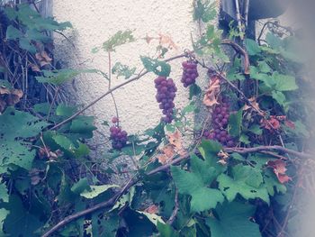 High angle view of ivy on tree