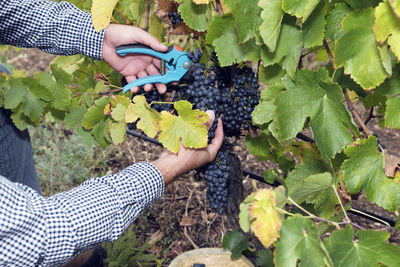 Cropped hands of farmer cutting grapes in vineyard