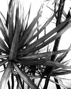 Low angle view of palm trees