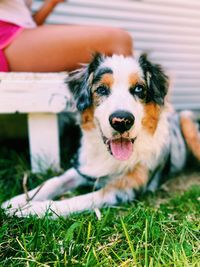 Australian shepherd laying in grass