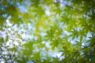 Close-up of flowering plant against trees