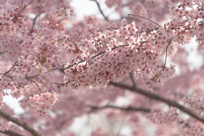 Close-up of pink cherry blossoms in spring