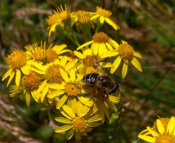 Close-up of bee on yellow flowers