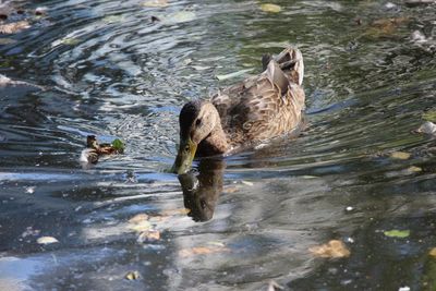 Duck swimming in lake