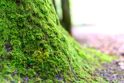 Close-up of moss on tree trunk