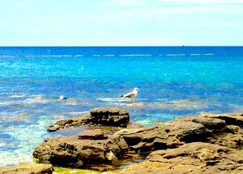 Seagulls perching on rock by sea against sky