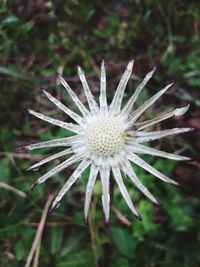 Close-up of white dandelion flower