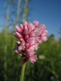 Close-up of pink flowers blooming outdoors