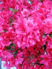 Close-up of pink flowers