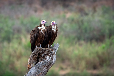 Two vultures perching on wooden log