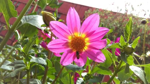 Close-up of pink flowers blooming outdoors