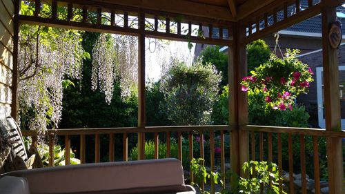 Potted plants on balcony