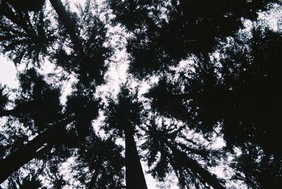 Low angle view of trees in forest