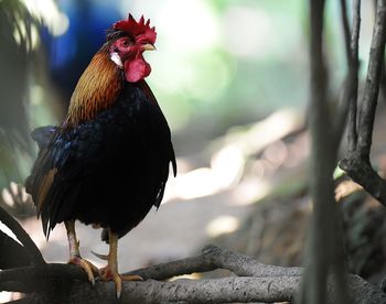 Rooster on plant