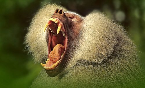 Close-up of a baboon yawning