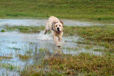 Dog running in lake