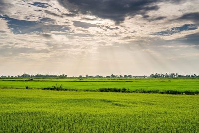 Scenic view of agricultural field against sky