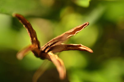 Close-up of wilted plant