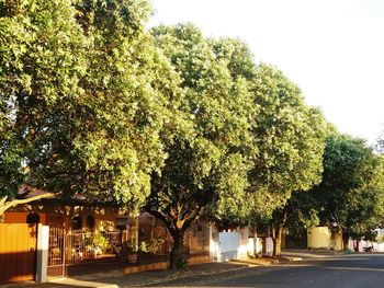 Street amidst trees and buildings against sky