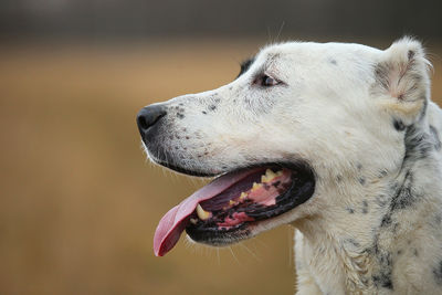 Close-up of dog looking away