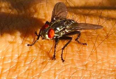 High angle view of fly on leaf