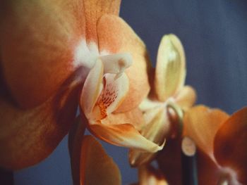 Close-up of orange flowering plant