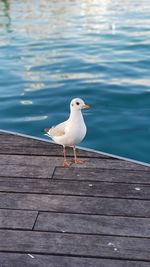 High angle view of seagull perching on wood
