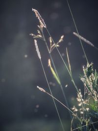 Close-up of dry grass on field