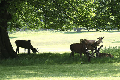 Horses in a field