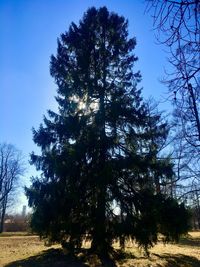 Low angle view of trees in forest