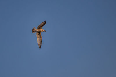 Low angle view of eagle flying in sky