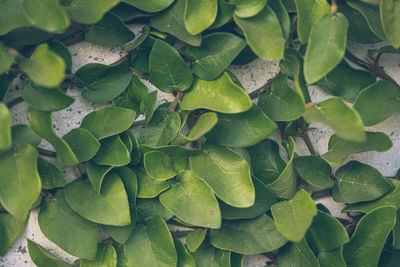 Full frame shot of green leaves