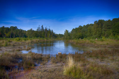 Scenic view of lake in forest against blue sky